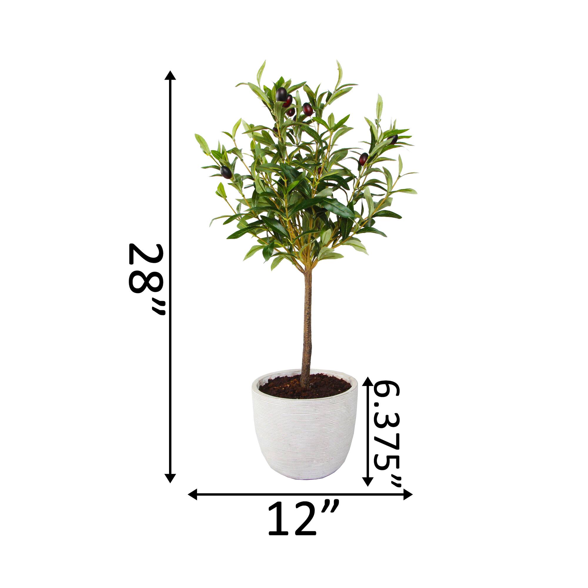 Flora Bunda® 28" Olive Tree In 7.25" Gray Cement Pot